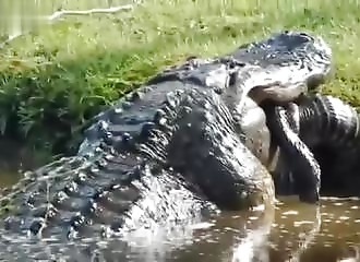 Qu'y a t'il de plus dangereux qu'un alligator ? Un alligator encore plus gros