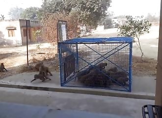 Capture de singes en Inde