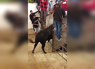 Emmerdez les taureaux, ils vous le rendront un jour ou l'autre 