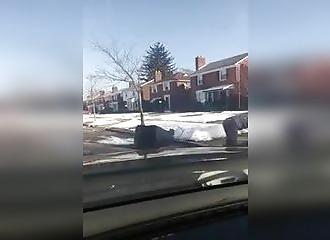 Michigan : un pitbull devient complètement fou et s’en prend à tout le monde