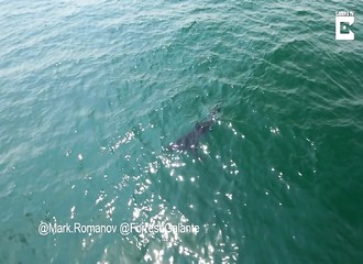 Californie : en faisant du paddleboard, deux femmes en Bikini défient cinq grands requins blancs