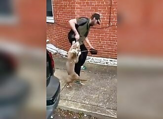 Scum drop their pit bull on a homeless man and laugh about it