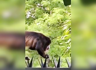 Ce singe se promène sur une clôture mortelle!
