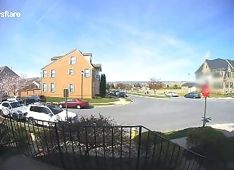 Un troupeau de cerfs profite du confinement pour traverser un quartier (Maryland)