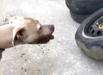 Jordanie : il entraîne son pitbull à s’attaquer à un pneu