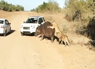 Des lions attaquent un hippopotame devant des touristes en Afrique du Sud