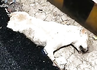 Inde : un chien meurt dans d’horribles conditions, partiellement enterré sous du goudron