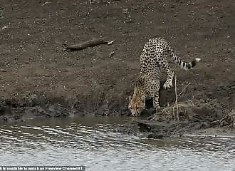 Confrontation tragique entre un guépard et un crocodile à Phinda