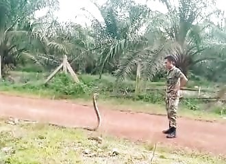 Si vous êtes attaqué par un monstrueux cobra, voici comment réagir
