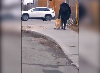 Un homme prend le temps de promener un chien handicapé