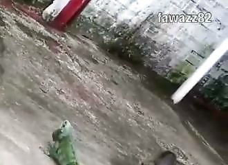 Un chat s’approche de trop près d’un iguane