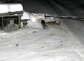 Des loups attaquent et tuent un chien de garde