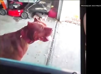 A father killed by his own dogs in front of his son in California