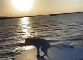 Un chien assiste au plus beau coucher de soleil de sa vie