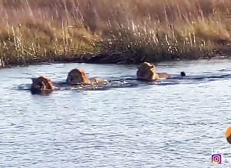 Un hippopotame attaque 3 lions qui osent passer sur son domaine