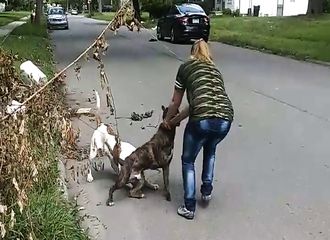 Attaquée par un autre pitbull, une femme est sauvée par le sien…