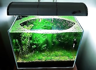 À lui seul, cet aquarium est un véritable écosystème