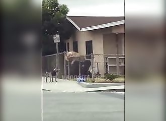 Un chien escalade une clôture pour attaquer et voler un poulet (Los Angeles)