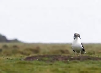 Pays de Galles : un goéland vorace avale un lapin d’un seul coup (presque)