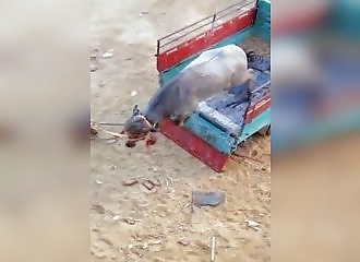 Égypte : un buffle échappe à ses propriétaires