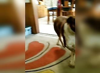 Ce chien est vraiment un excellent danseur…