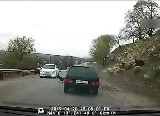 Russie : un automobiliste cinglé fauche délibérément plusieurs moutons