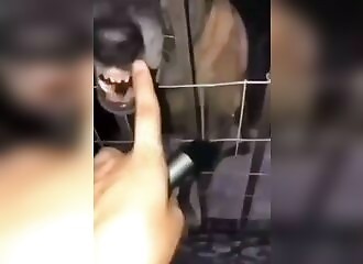Elle demande à un chien enragé de se calmer en mettant son doigt devant sa gueule, ça se passe mal ! (Public averti)