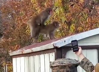 Un singe menace des voyeurs qui le filment pendant son accouplement