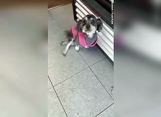 He leaves his dog in a grooming salon and finds him paralyzed