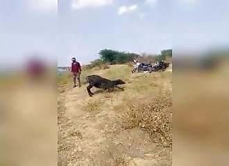 Un buffle survit miraculeusement à une attaque de crocodile, mais perd une patte