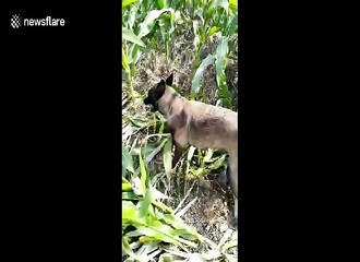 Un chien aide son maître agriculteur à couper des plants de maïs