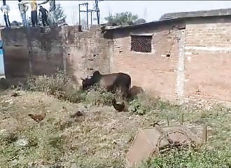 Un zébu atteint de la rage attaque 36 personnes (Inde)