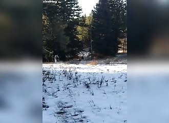 Wyoming : un chasseur se retrouve face à une meute de loups