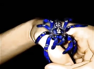 Un homme nous présente une mygale ornementale saphire