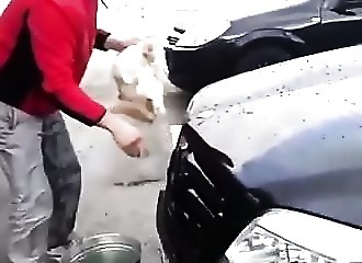 Russie : un homme se sert d’un chat comme s’il s’agissait d’une banale éponge
