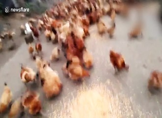 Quand un agriculteur chinois appelle ses poulets pour leur donner à manger…