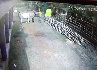 Une fillette se prend un violent coup de sabot (Inde)