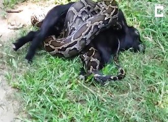 Un homme tente de sauver un veau attaqué par un énorme python