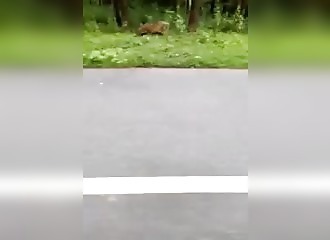 Inde : un tigre prend en chasse un motard, frayeur assurée !