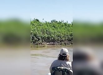 Le moment incroyable où un jaguar s'attaque à un crocodile 