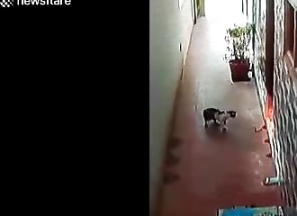 Inde : un chat empêche un cobra royal d’entrer dans une maison