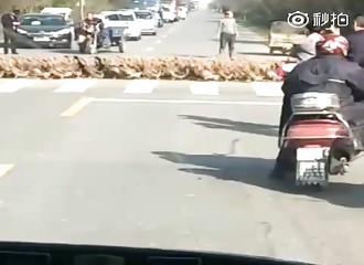Environ 20.000 canards coupent la circulation sur une route en Chine