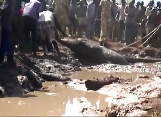 Des villageois et des rangers kenyans se mobilisent pour sauver trois éléphants coincés dans une mare de boue