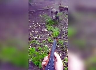 A hunter shoots a wild boar seconds before it attacks him
