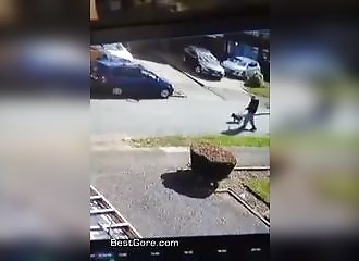 Un chat attaque un pitbull et son propriétaire