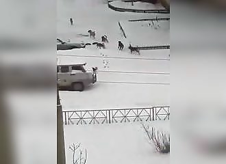 Russie : une meute de chiens attaque un passant