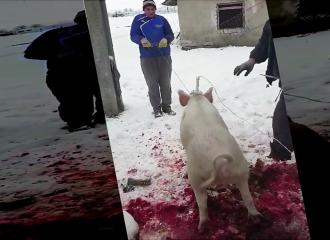 Un homme se fait assommer pendant l’électronarcose d’un porc