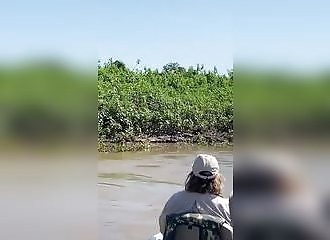 The incredible moment when a jaguar attacks a crocodile 