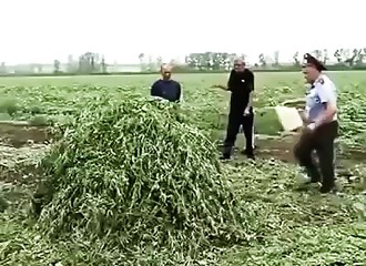 La destruction d’une récolte de marijuana manque de mal finir