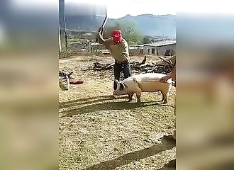 Un homme tente d’assommer un cochon (FAIL)